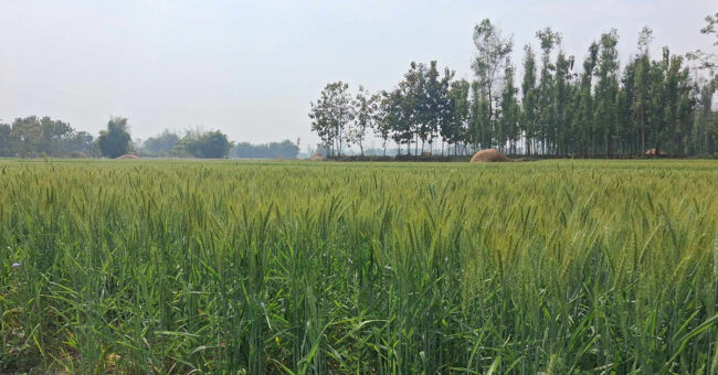 गहुँमा आत्मनिर्भर बन्दै बर्दिया